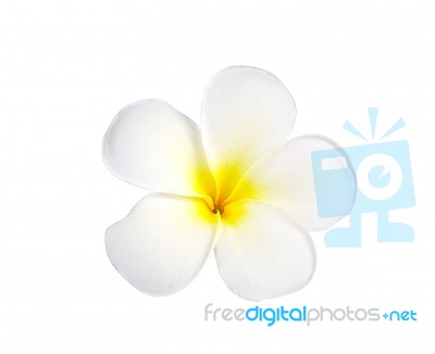 Frangipani Or Plumeria Flower Isolated On White Background Stock Photo