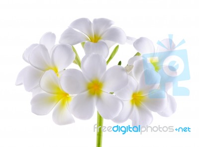 Frangipani Or Plumeria Flower Isolated On White Background Stock Photo