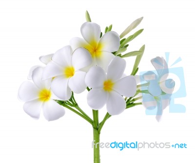 Frangipani Or Plumeria Flower Isolated On White Background Stock Photo