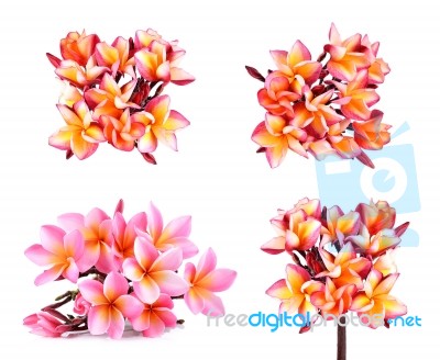 Frangipani Or Plumeria Flower Isolated On White Background Stock Photo