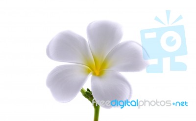 Frangipani Or Plumeria Isolated On The White Background Stock Photo