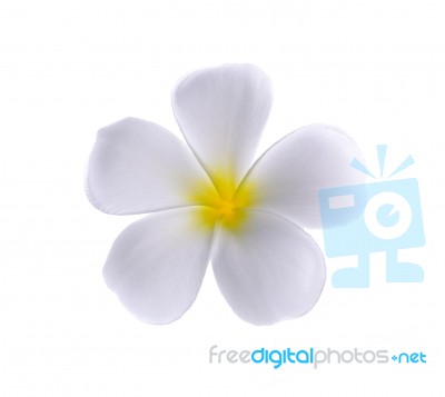 Frangipani Or Plumeria Isolated On The White Background Stock Photo