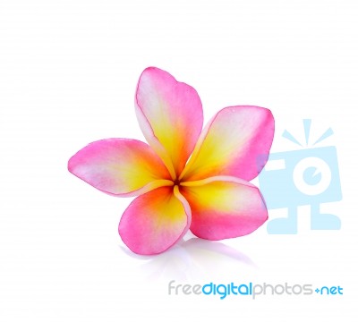 Frangipani Or Plumeria Isolated On The White Background Stock Photo