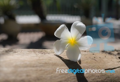 Frangipani (plumeria) , In  Color And Blur Style For Background Stock Photo