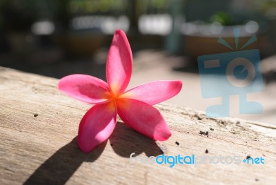 Frangipani (plumeria) , In  Color And Blur Style For Background Stock Photo