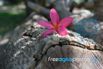 Frangipani (plumeria) , In  Color And Blur Style For Background Stock Photo