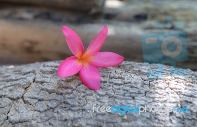 Frangipani (plumeria) , In  Color And Blur Style For Background Stock Photo