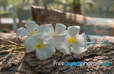 Frangipani (plumeria) , In  Color And Blur Style For Background Stock Photo