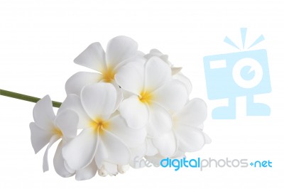 Frangipani Plumeria Spa Flower Stock Photo