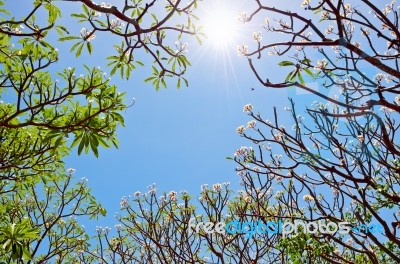 Frangipani ( Plumeria ) Sun And Trees Are Blossom Stock Photo