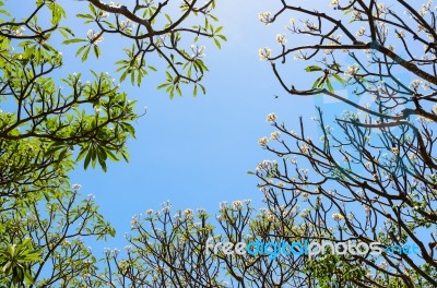 Frangipani ( Plumeria ) Trees Are Blossom Stock Photo