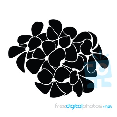 Frangipani Silhouettes For Design Stock Image