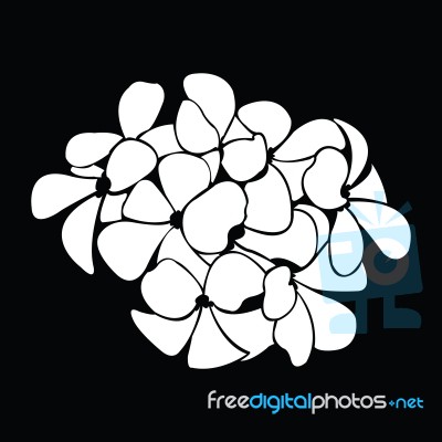 Frangipani Silhouettes For Design Stock Image