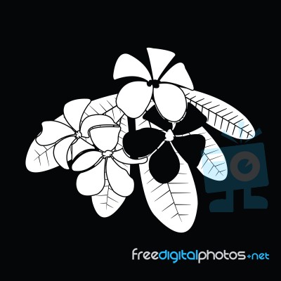 Frangipani Silhouettes For Design Stock Image