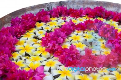 Frangipani Tropical Spa Flower Stock Photo