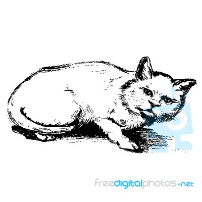 Free Hand Sketch Of Cat Hand Drawn Stock Image