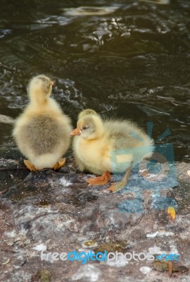 Free Yellow Chicks In Nature Stock Photo