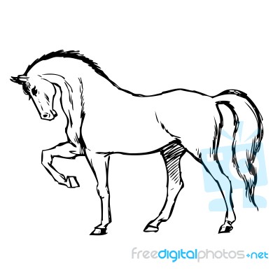 Freehand Sketch Illustration Of Horse Stock Image