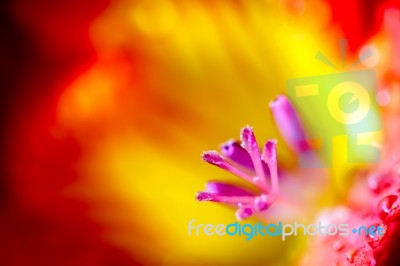 Freesia Extreme Close-up Stock Photo