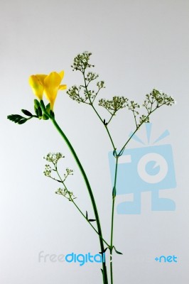 Freesia Flower Stock Photo