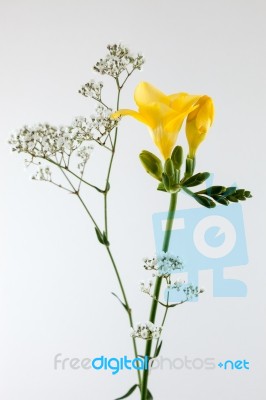 Freesia Flower Stock Photo