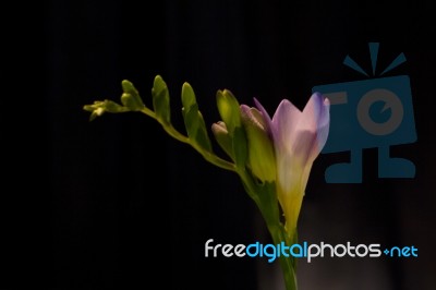 Freesia Flower Stock Photo