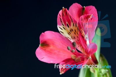 Freesia (iridaceae) Close-up Stock Photo