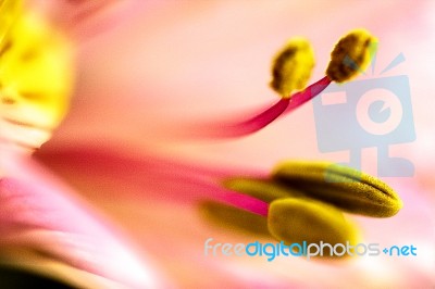 Freesia Macro Shot Stock Photo