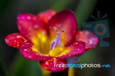 Freesia With Rain Droplets Stock Photo