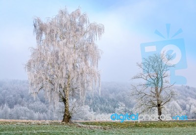 Freezing Fog Stock Photo