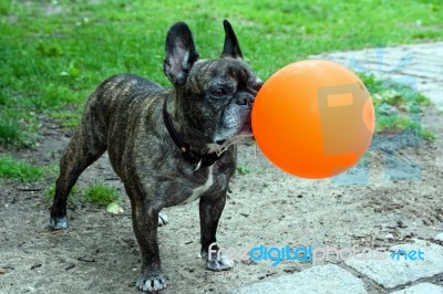 French Bull Dog Holding Balloon Stock Photo