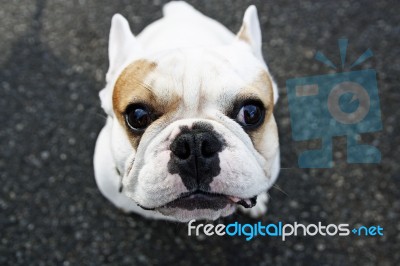 French Bulldog Stock Photo