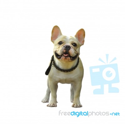 French Bulldog Stock Photo