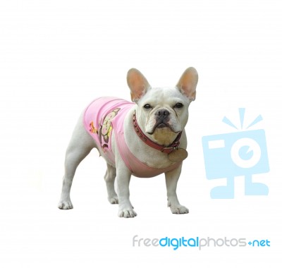 French Bulldog Stock Photo