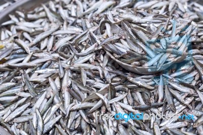 Fresh Anchovies Fish On Ice Exposition At The Seafood Market In Stock Photo