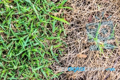 Fresh And Dry Grass Stock Photo