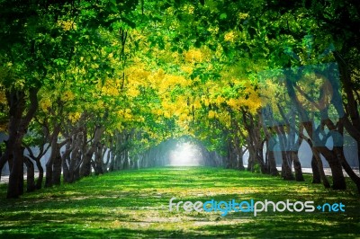 Fresh And Green Beautiful Of Summer Blooming Yellow Flowers Tunn… Stock Photo