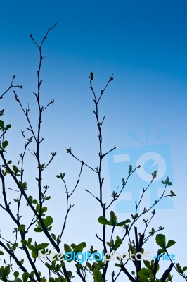 Fresh Branches Of  Tree Stock Photo