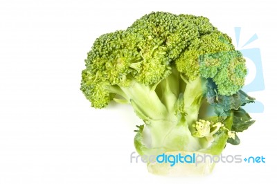 Fresh Broccoli Stock Photo