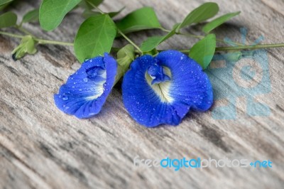 Fresh Butterfly Pea ( Clitoria Ternatea) Flower Stock Photo