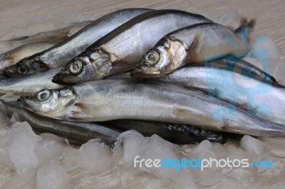 Fresh Capelin Stock Photo