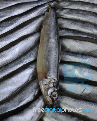 Fresh Capelin Stock Photo