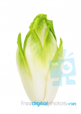 Fresh Chicory Isolated Stock Photo