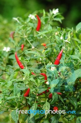 Fresh Chili Stock Photo