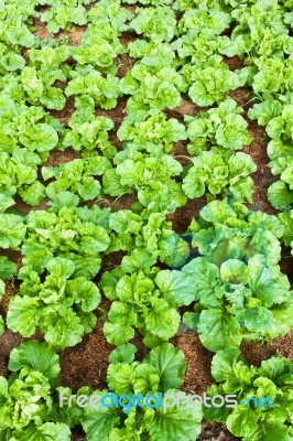 Fresh Chinese Cabbage Stock Photo