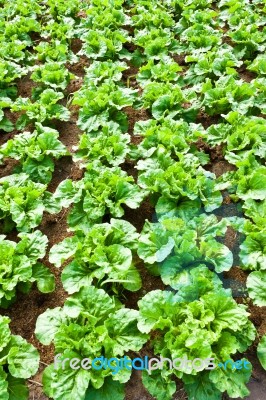 Fresh Chinese Cabbage Stock Photo