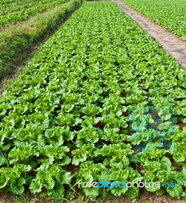 Fresh Chinese Cabbage Stock Photo