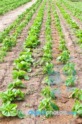 Fresh Chinese Cabbage Stock Photo