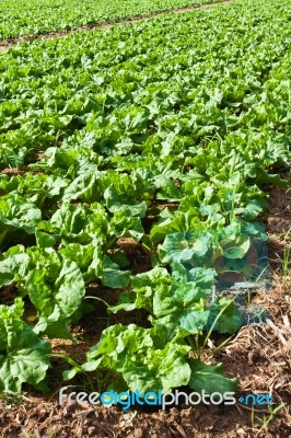 Fresh Chinese Cabbage Stock Photo