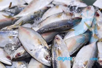 Fresh Chub Mackerels, Sea Fish On Ice Exposition At The Seafood Stock Photo